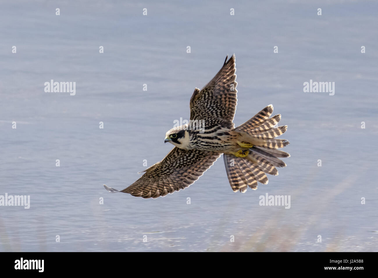 Hobby (Falco Subbuteo) Falcon Raptor im Flug jagen niedrig über dem Wasser fliegen Stockfoto