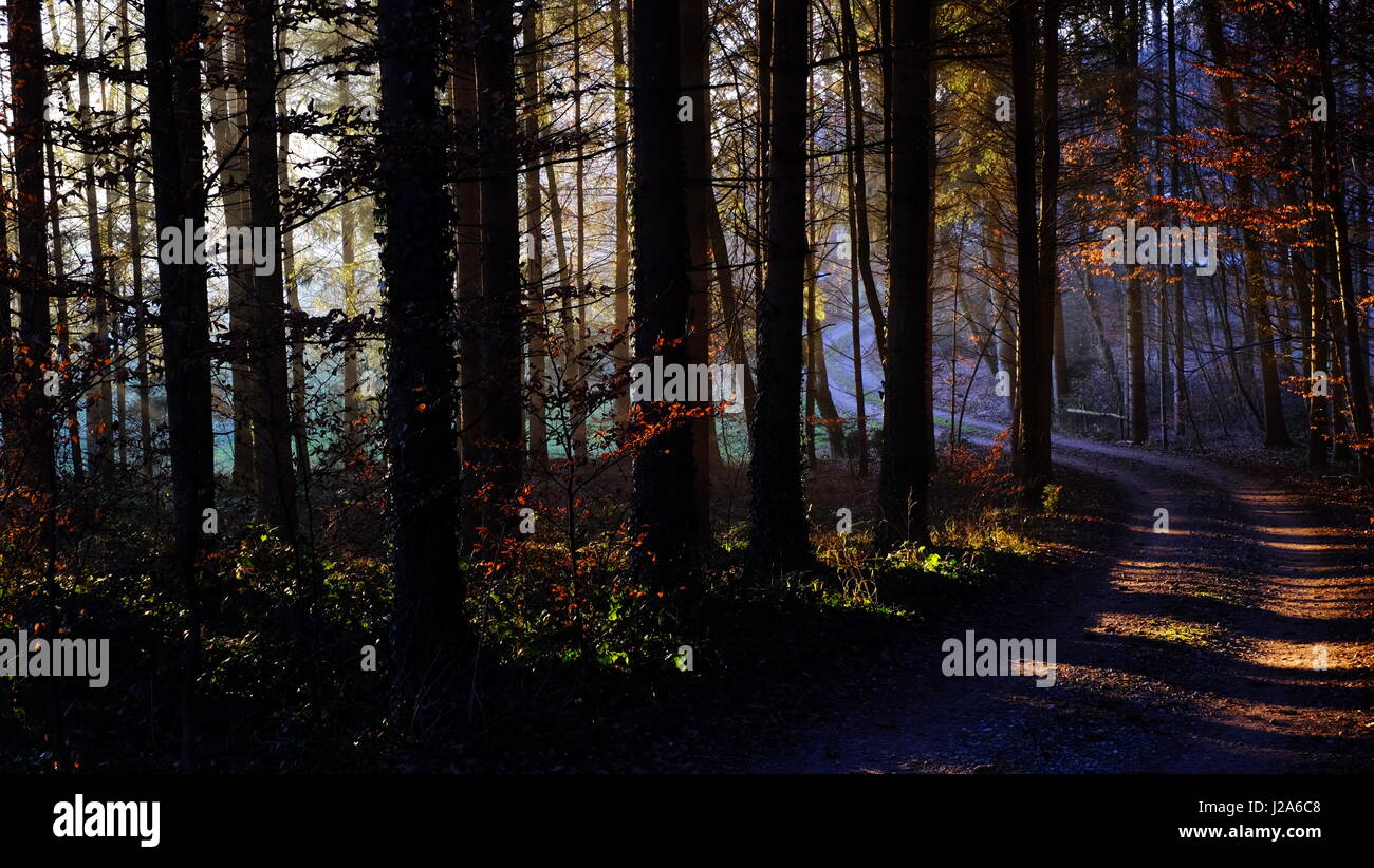 Eine teilweise sonnigen Herbst Weg durch den Wald ins Unbekannte geheimnisvolle, blau; Kurzum: eine Illustration des menschlichen Lebens auf der Erde Stockfoto