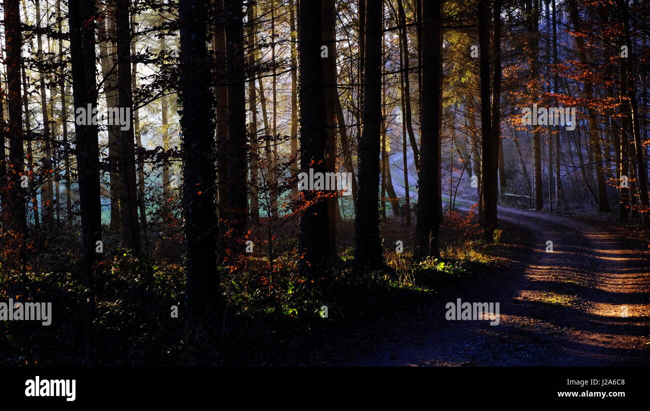 Eine teilweise sonnigen Herbst Weg durch den Wald ins Unbekannte geheimnisvolle, blau; Kurzum: eine Illustration des menschlichen Lebens auf der Erde Stockfoto Eine teilweise sonnigen Herbst Weg durch den Wald ins Unbekannte geheimnisvolle, blau; Kurzum: eine Illustration des menschlichen Lebens auf der Erde Stockfoto