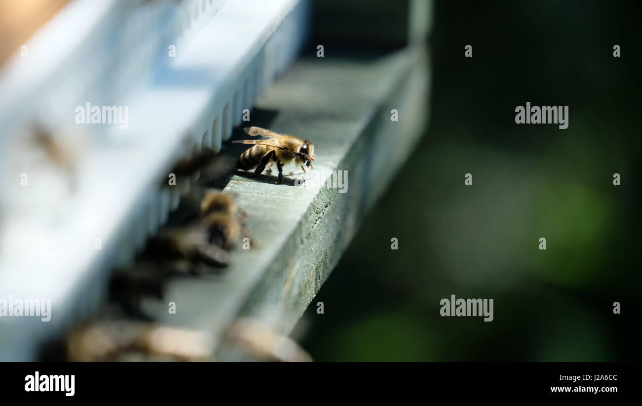 Eine Honigbiene ruhigen sonnigen Morgenroutine vor dem Bienenstock während es Kollegen ist sind beschäftigt umschwirrt und arbeiten Stockfoto