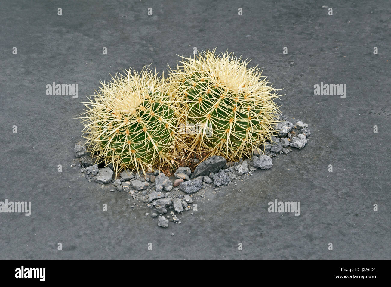 Mensch gegen Natur Pflanzen Rückeroberung vernachlässigt land Stockfoto