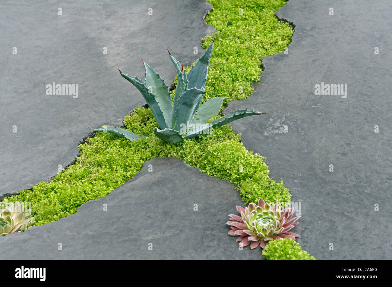 Mensch gegen Natur Pflanzen Rückeroberung vernachlässigt land Stockfoto