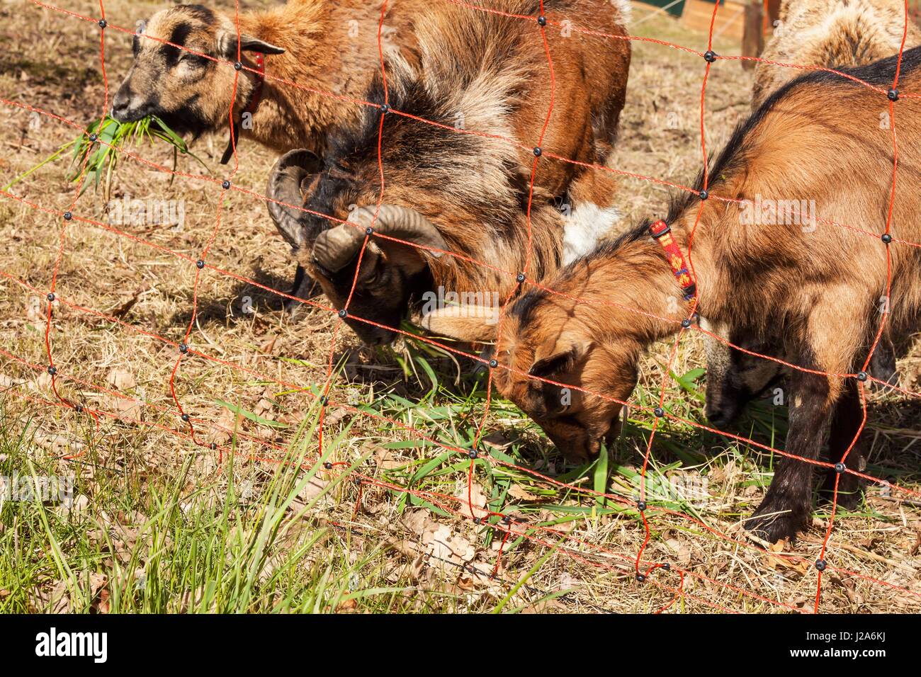 Elektrozaun für Tierhaltung. Hirten weiden für Schafe und Ziegen Stockfoto