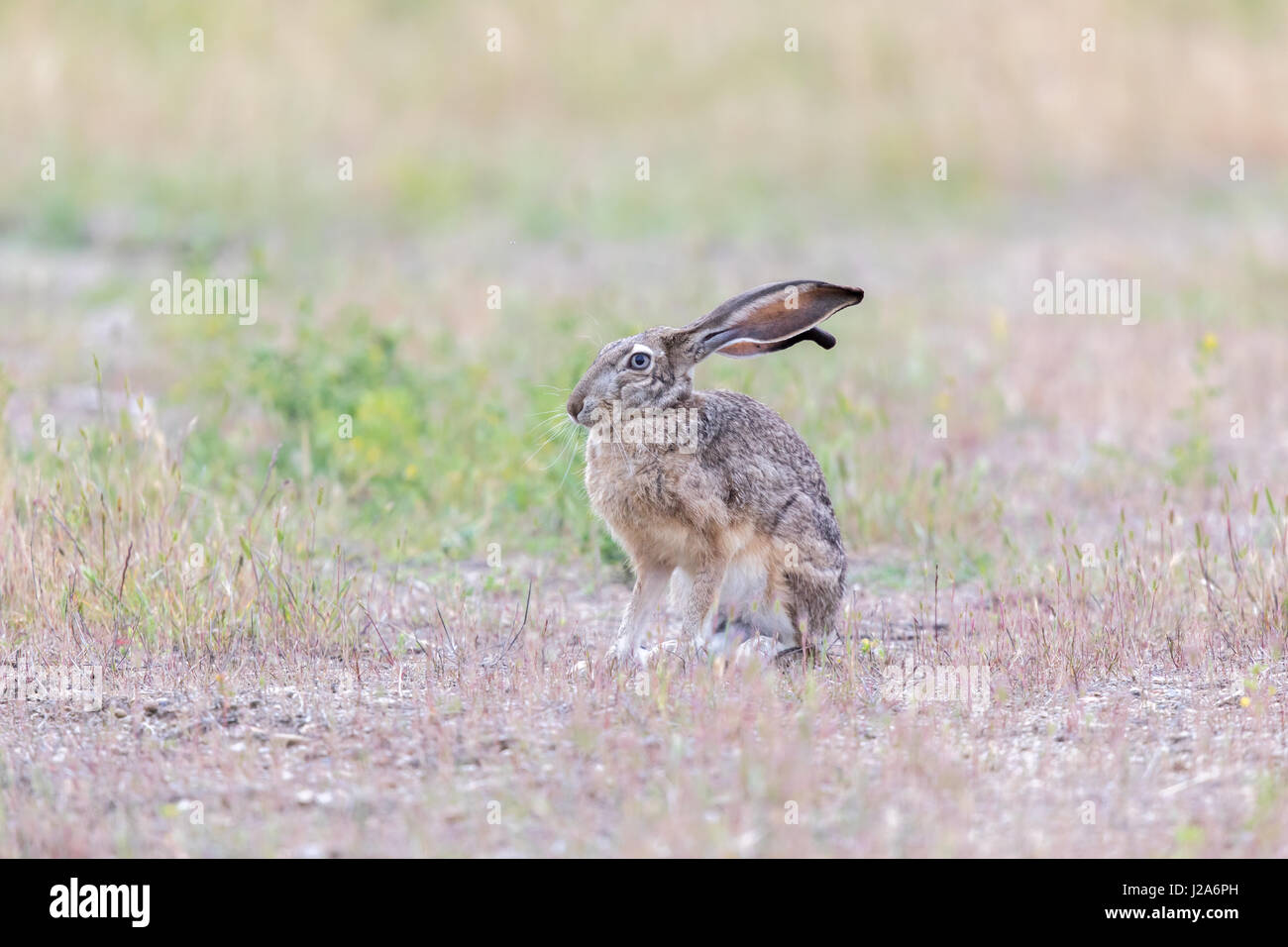 Alert schwarz-angebundene Jackrabbit (Lepus Californicus). Stockfoto