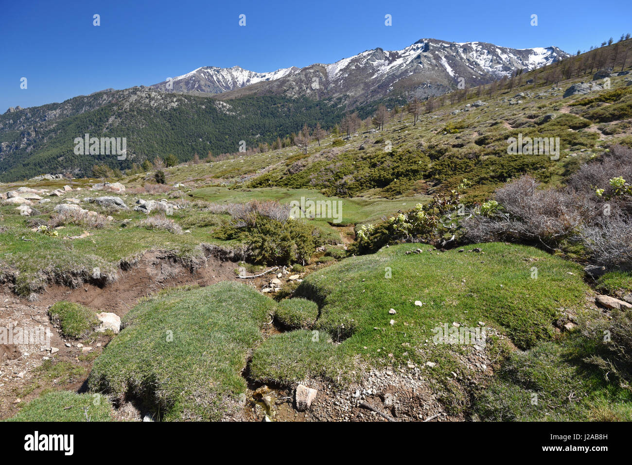 Frühling auf den moosigen Hang in den korsischen Bergen Stockfoto