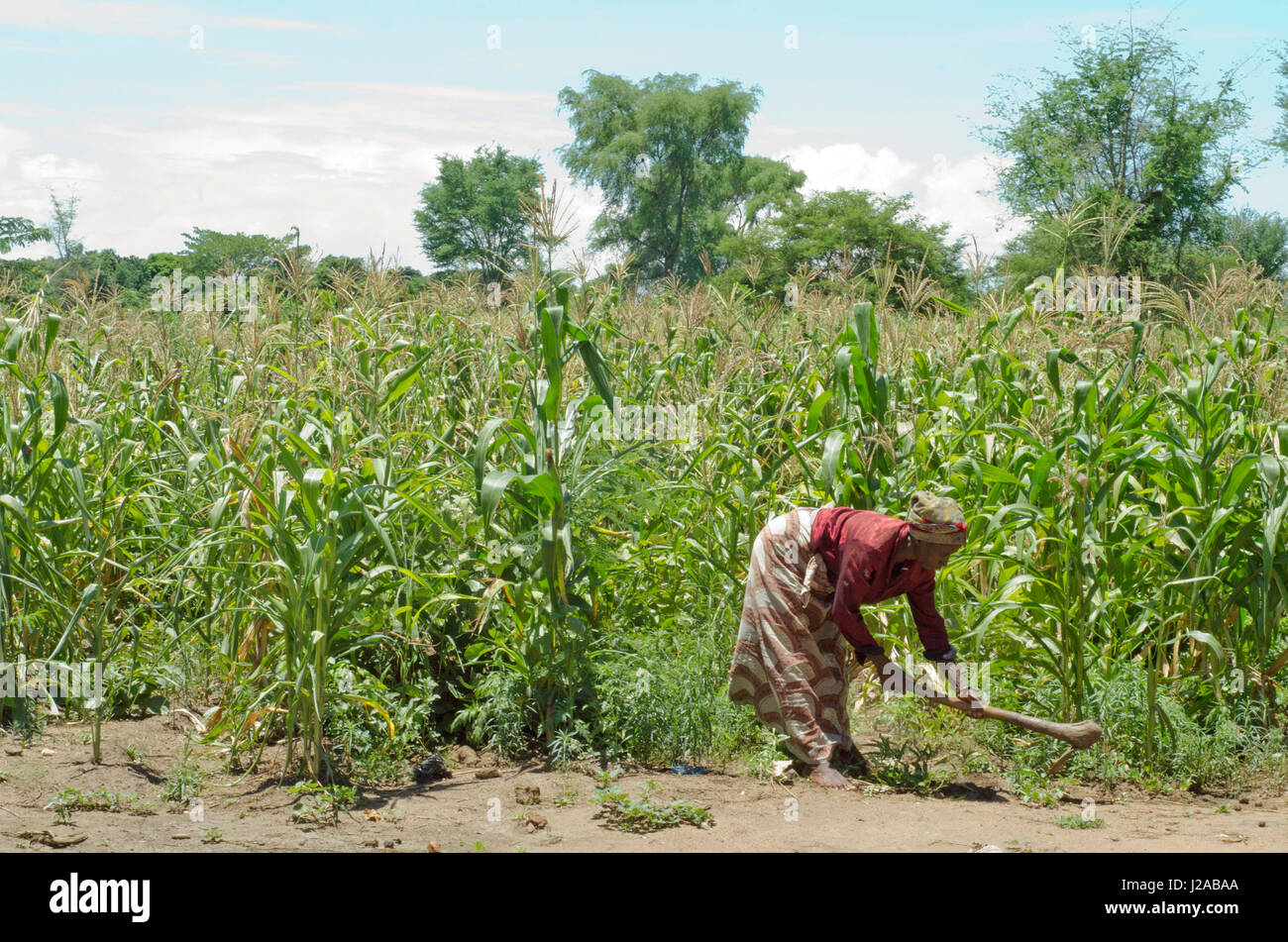 Malawi, Salima Bezirk, traditionelle Autorität Kambwili, Bwanali, Social Cash Transfer Programm, Haushaltsvorstand, Dora Chilamba in diesem Bereich arbeiten. Stockfoto