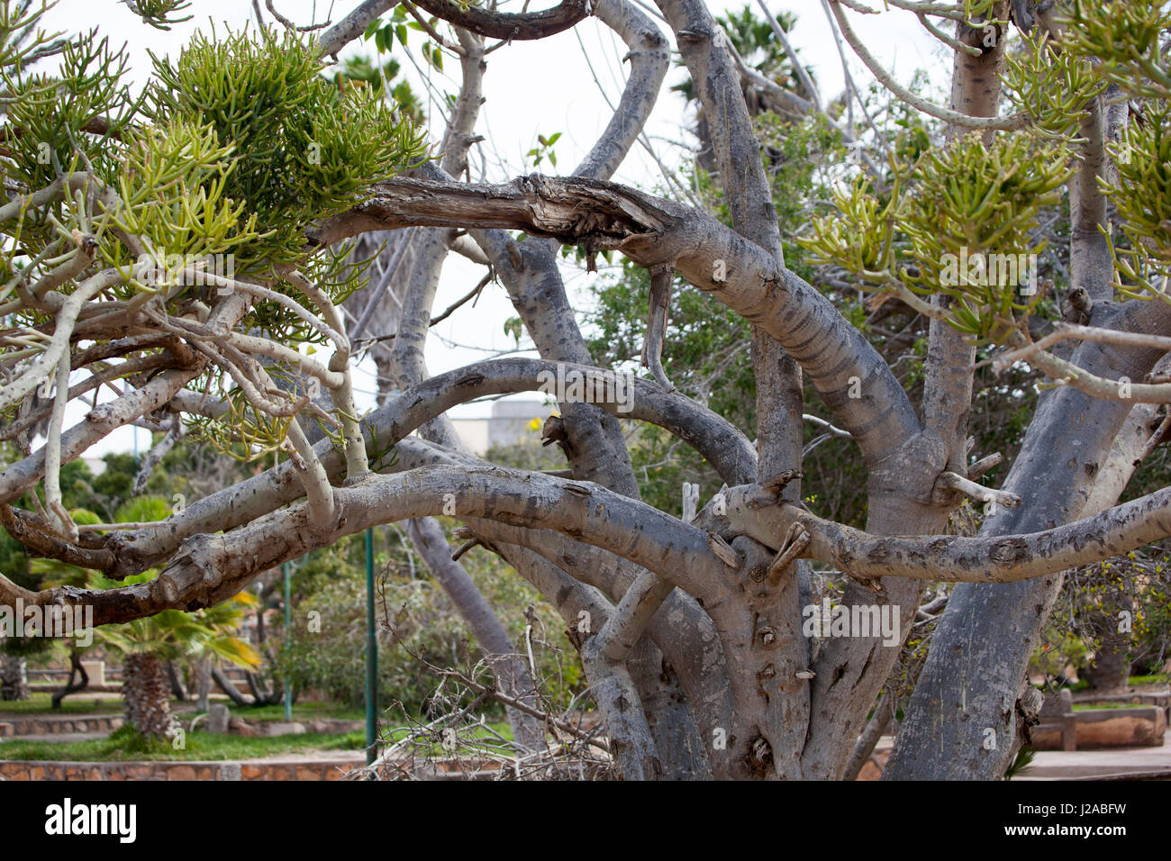 Afrika, West-Sahara, Dakhla. Eine verknotete Baum in einem Park. Stockfoto
