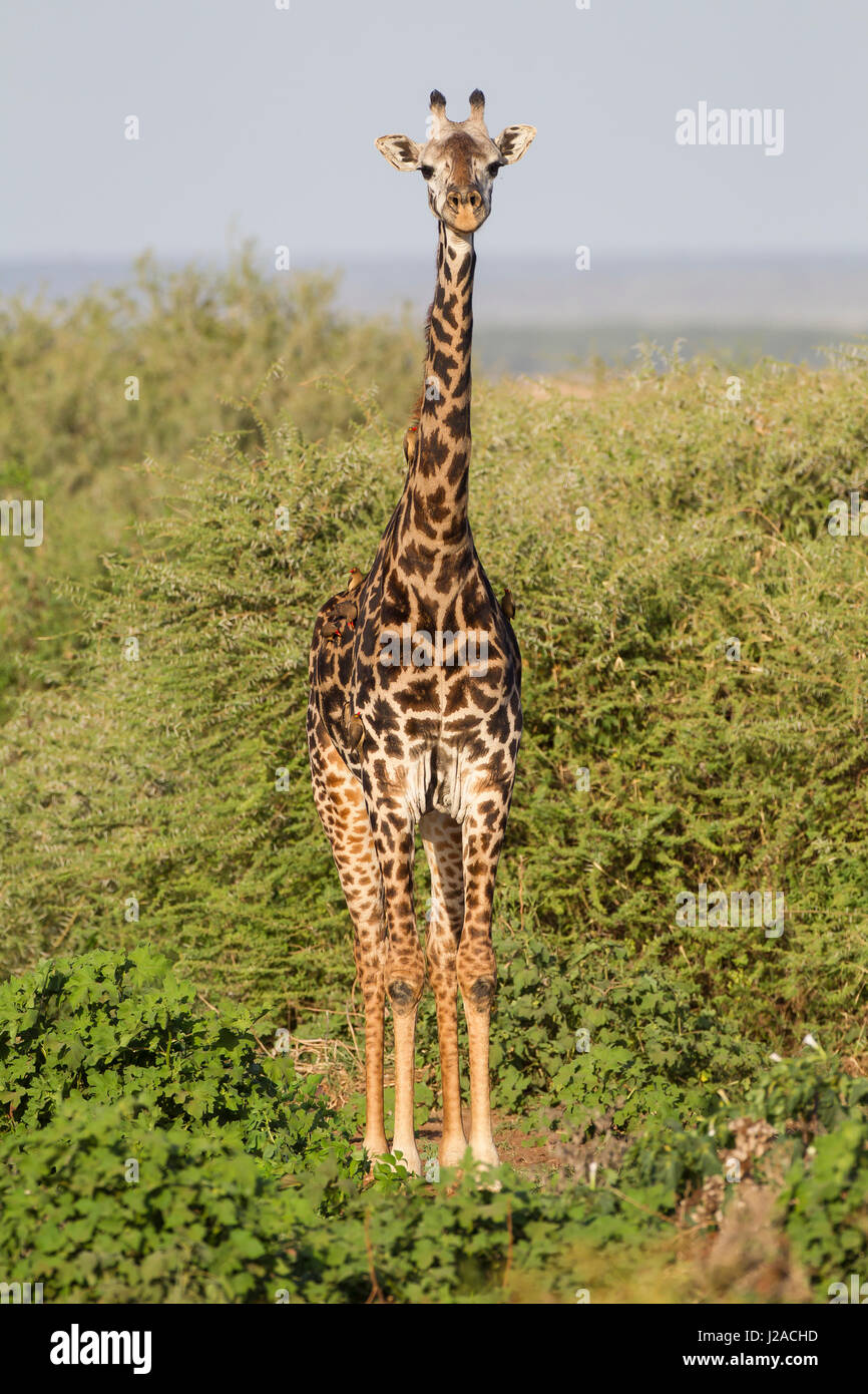 Bull Masai-Giraffe (G. c. Tippelskirchi) Blick in die Kamera mit rote-billed Oxpecker (Buphagus Erythrorhynchos) auf seinem Körper, Lake Manyara National Park, Tansania Stockfoto