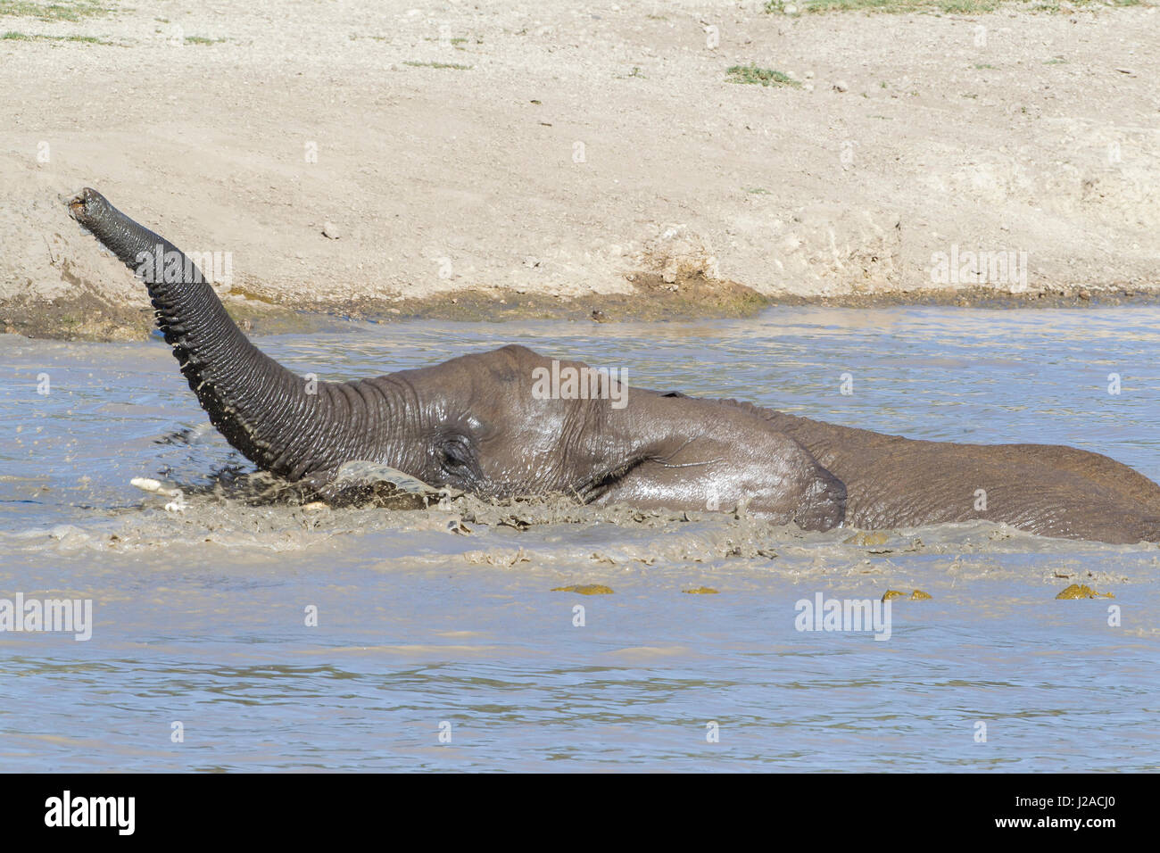 Teilweise eingetauchten Elefanten Baden im Teich, Stamm, aufgewachsen in der Luft Stockfoto