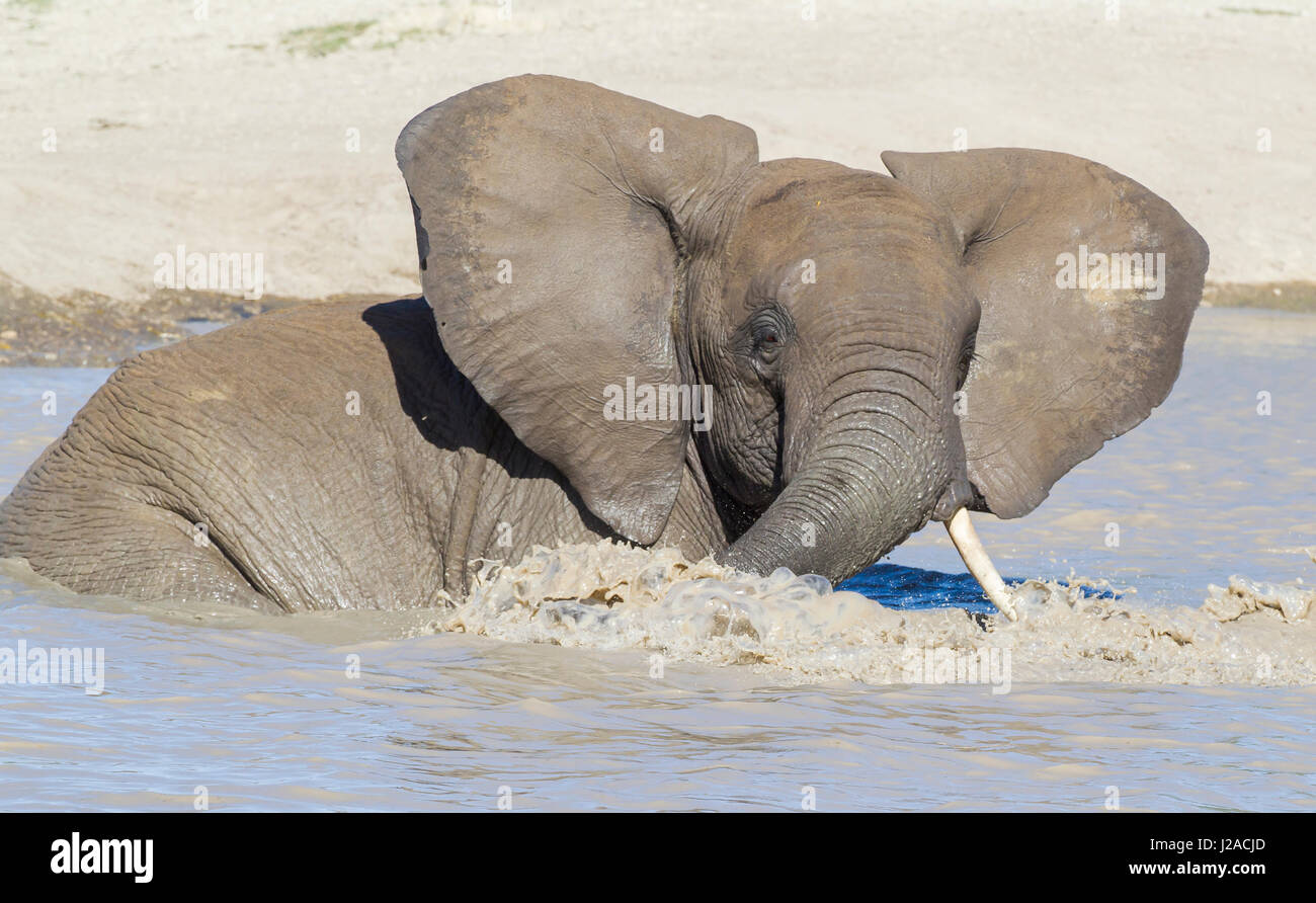 Zurückgelehnte Elefanten Baden im Teich, teilweise unter Wasser, gerichtete Kamera, Seifenblasen Wasser mit seinem Stamm verbreiten Ohren offen Stockfoto