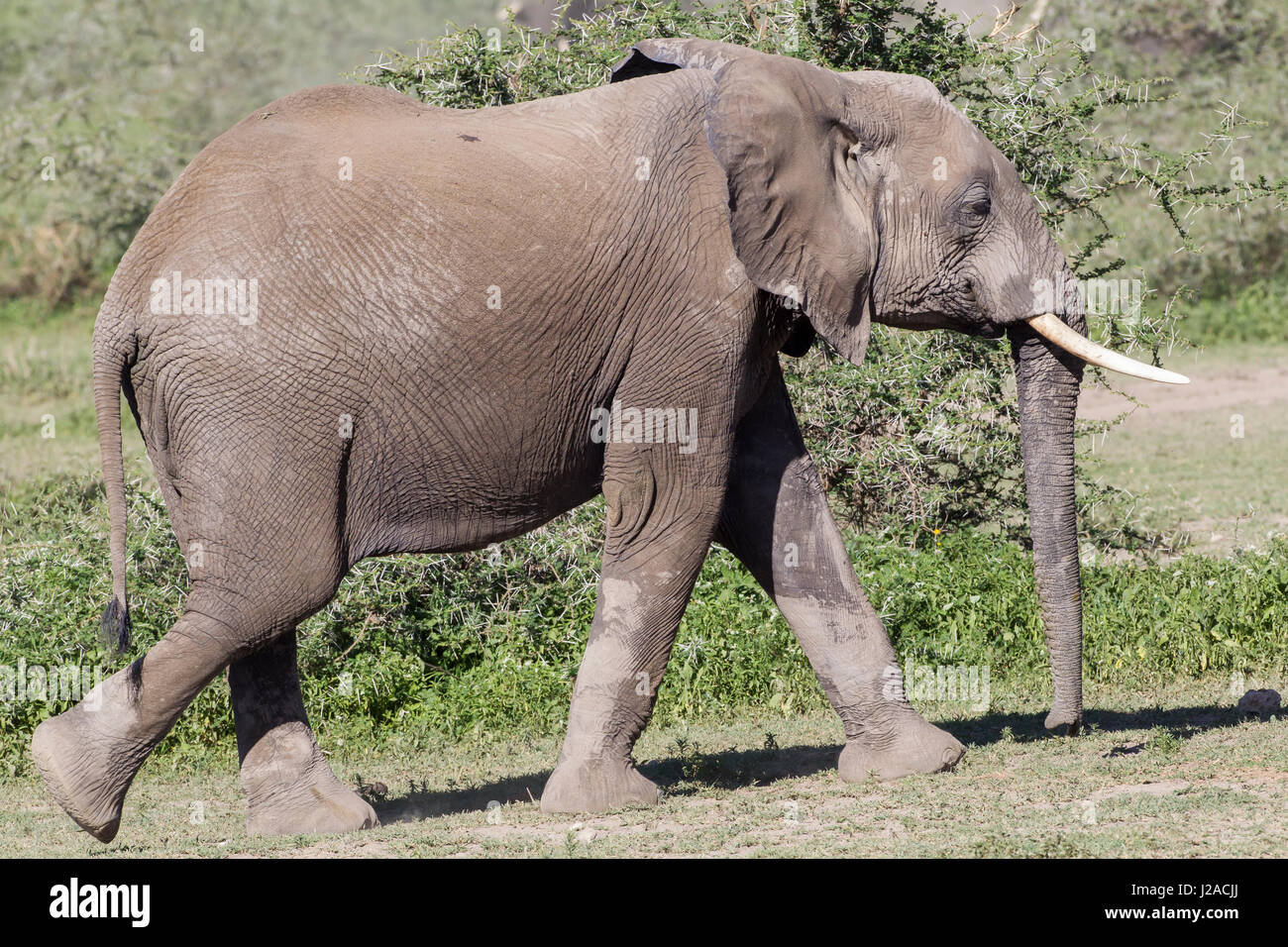 Nahaufnahme des Elefanten zu Fuß vom Teich, teilweise nasse Laub im Hintergrund, Stockfoto