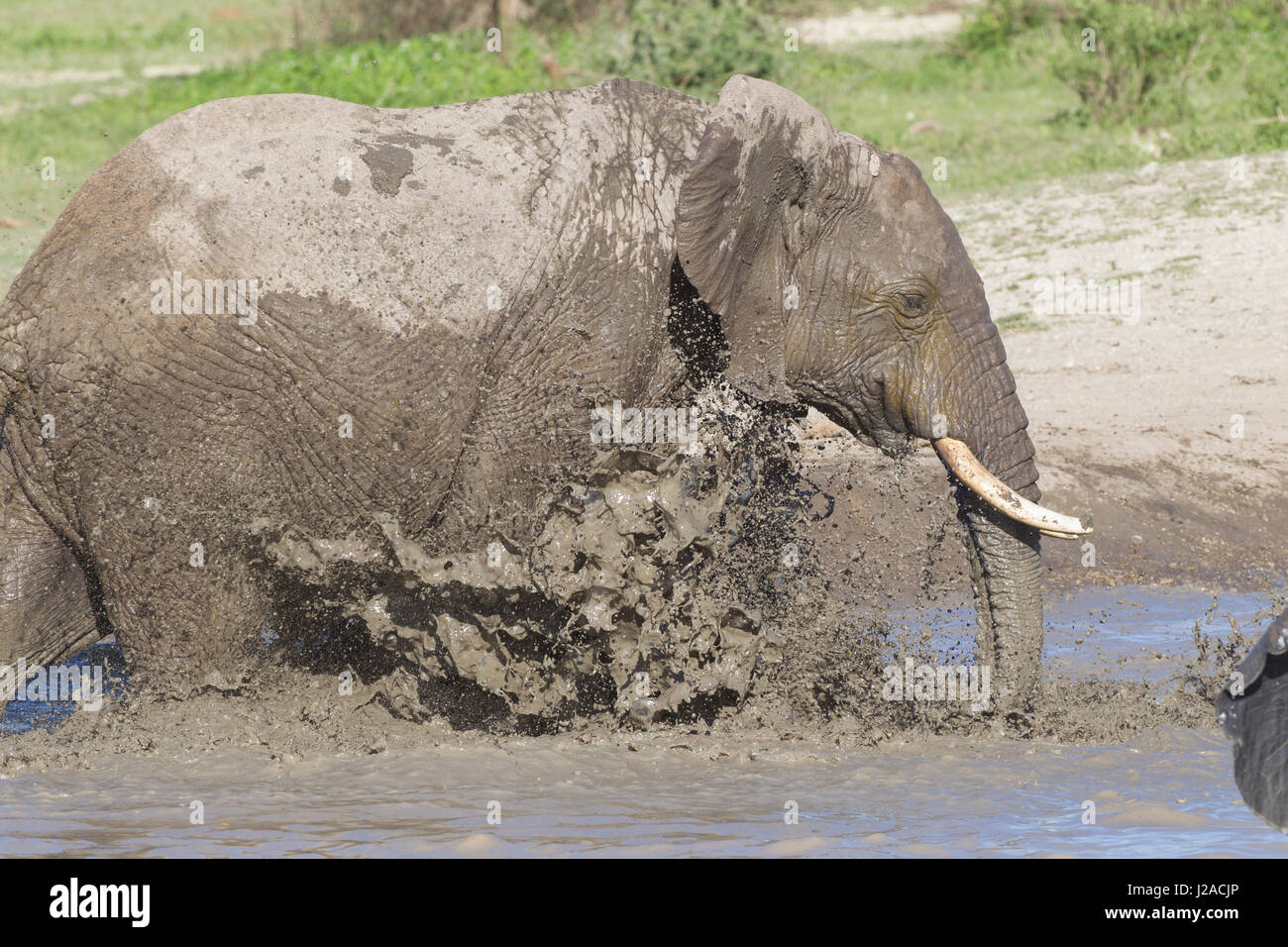 Elefant im Teich, Wasser spritzt überall, Stamm im Wasser Stockfoto