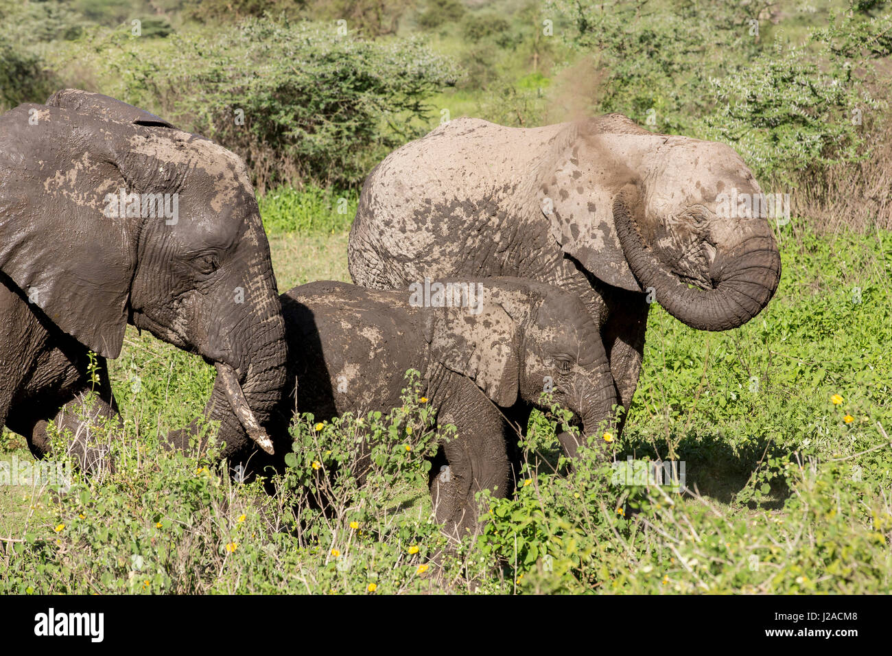 Drei teilweise nasse Elefanten, eine Juvenile, Spaziergang durch grasbewachsenen Sträucher, während man Staub auf den Rücken wirft Stockfoto