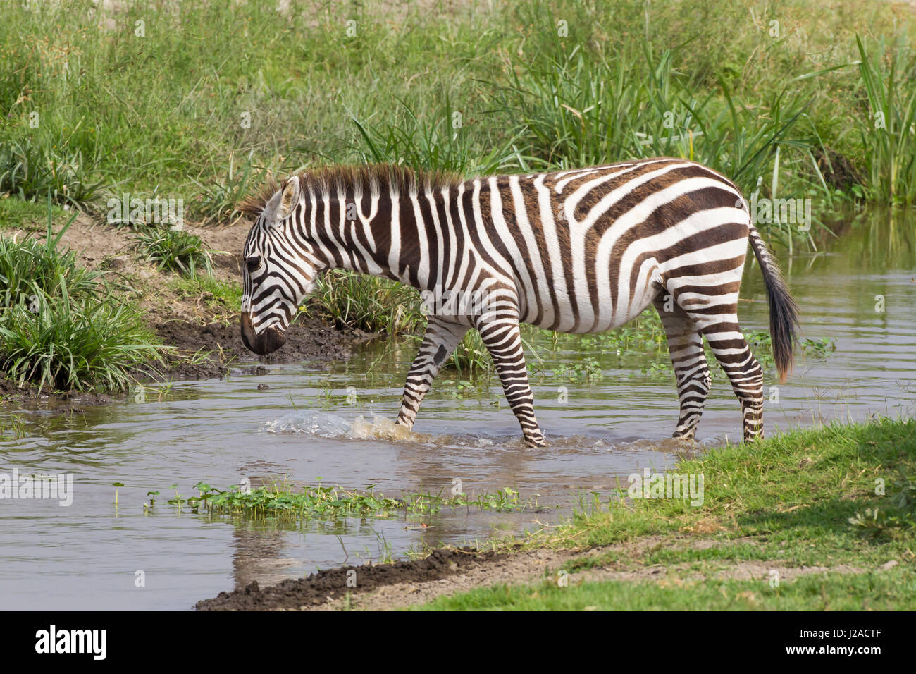 Erwachsenen-Zebra (Equus Quagga) fording einen kleinen Bach in Ngorongoro Conservation Area, Tansania Stockfoto