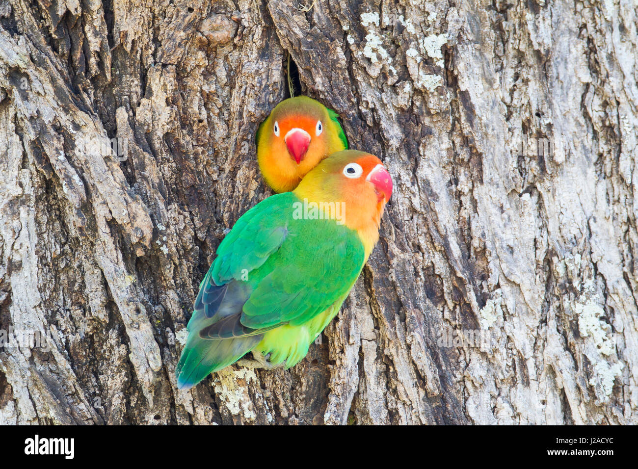 Fischers Lovebird (Agapornis Fischeri) ist teilweise im Hohlraum Nest, während seine Gattin sie mit Rückseite seinen Kopf, Ngorongoro Conservation Area, Tansania schmiegt Stockfoto