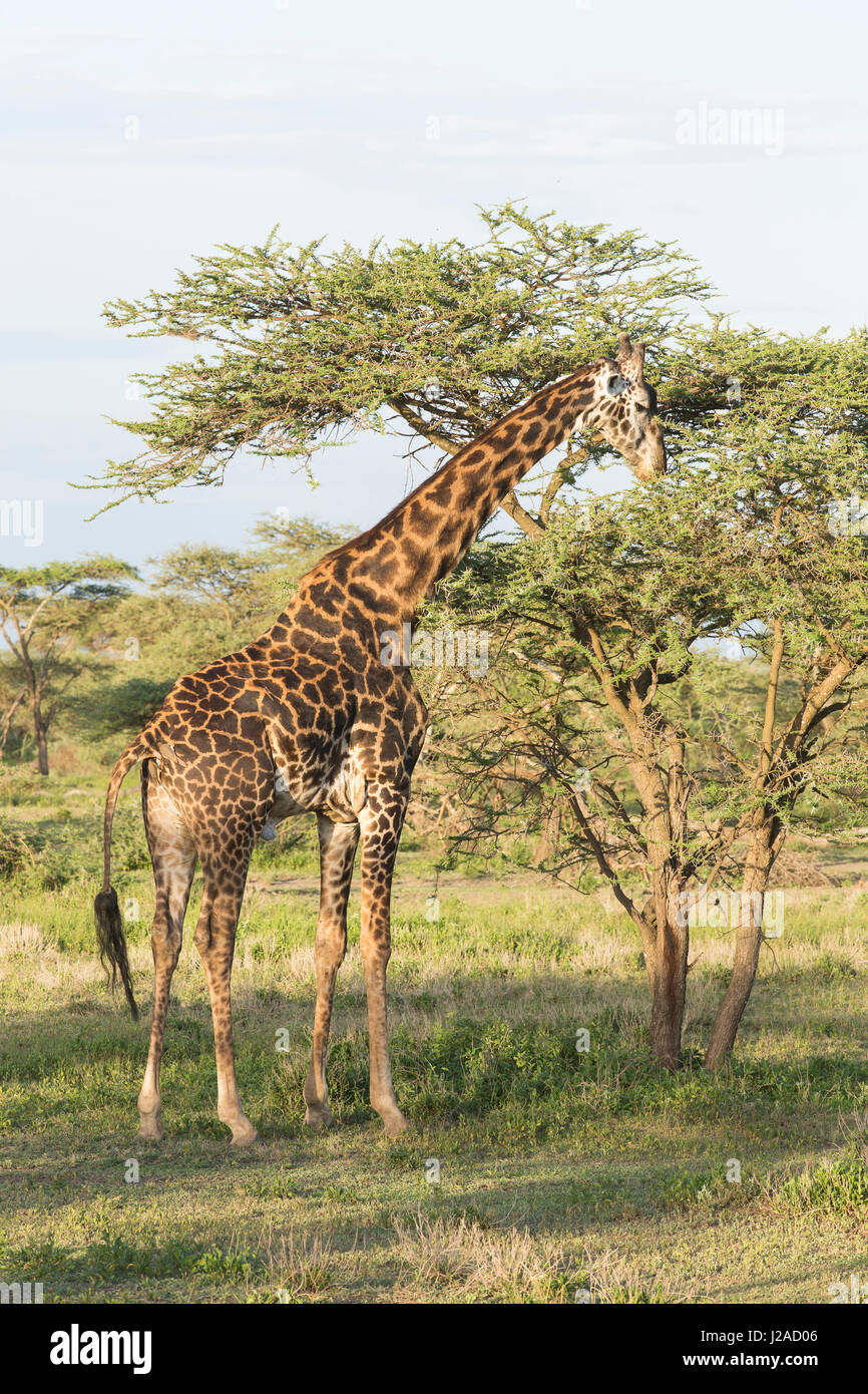 Tall Bull Masai Giraffe frisst Akazie Baumblätter aus Spitzen der Zweige, vollständiges Profil anzeigen Stockfoto