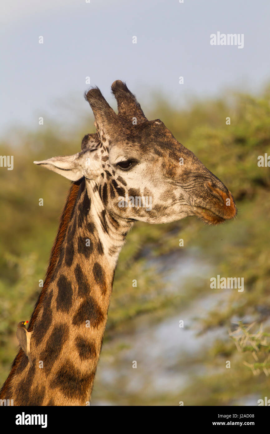 Bull Masai Giraffe Kopf und Hals geschossen close-up, mit Ochsen Pimmel Vogel am unteren Hals, Ngorongoro Conservation Area, Tansania Stockfoto