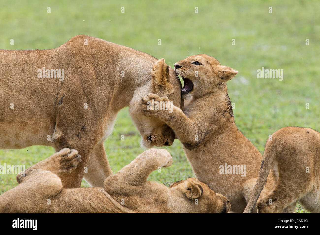 Löwenjunges versucht zu beißen den Kopf einer Löwin, in seinen Pranken hält, während ein weiteres Jungtier, Ngorongoro Conservation Area, Tansania Uhren Stockfoto