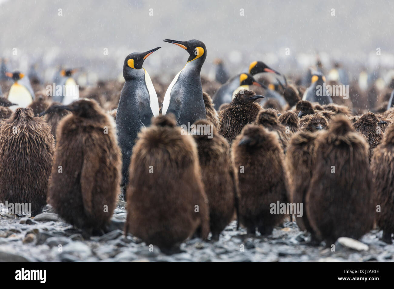 South Georgia Island, Salisbury Plains. Erwachsenen König Pinguine inmitten Jungtiere während Gewitter. Kredit als Josh Anon / Jaynes Galerie / DanitaDelimont.com (großformatige Größen erhältlich) Stockfoto