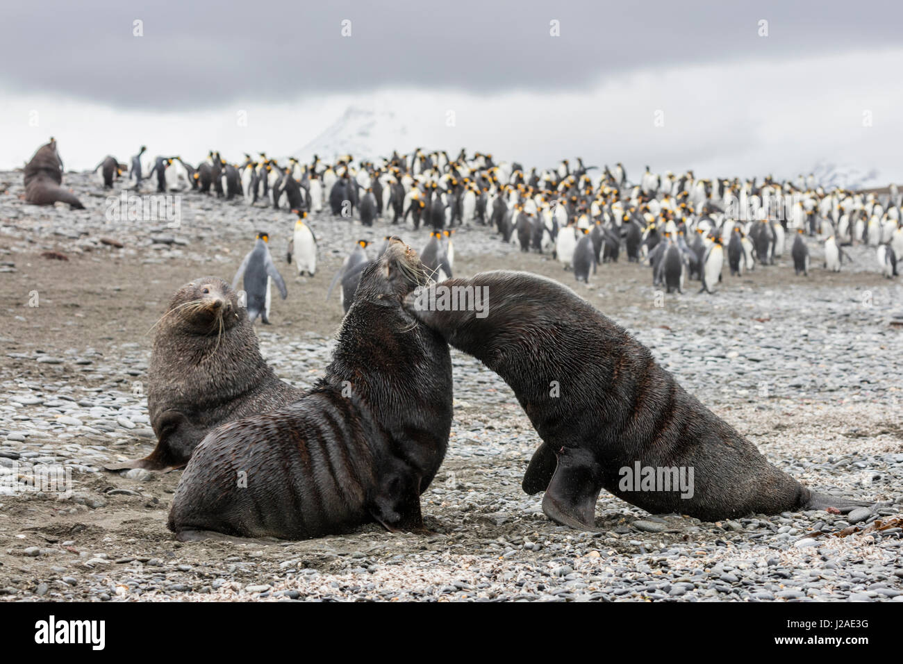 South Georgia Island, Salisbury Plains. Vor König kämpfen zwei Robben Pinguine. DanitaDelimont.com (großformatige Größen erhältlich) Stockfoto