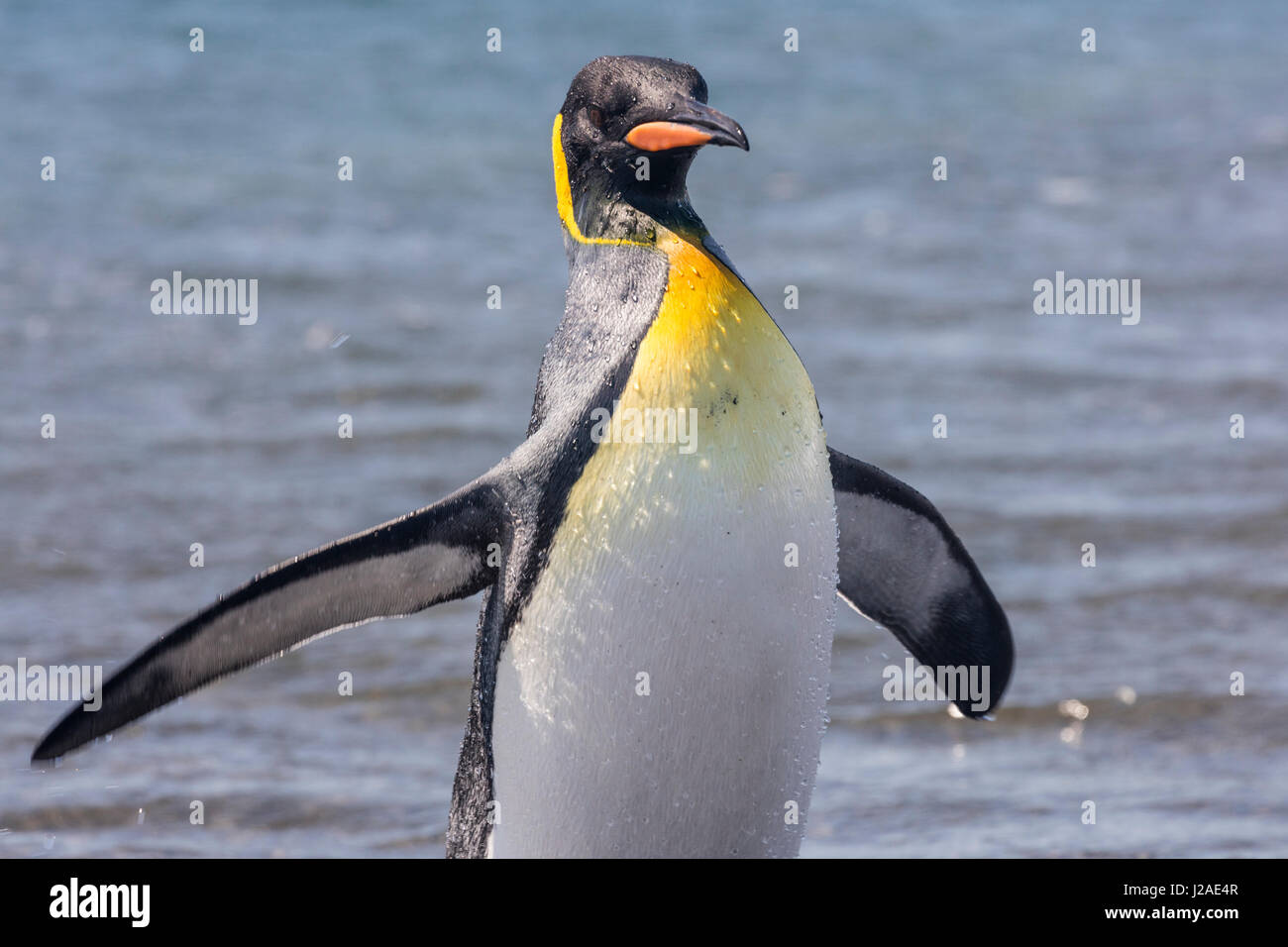 South Georgia Island, Salisbury Plains. König Pinguin aus Wasser. Kredit als Josh Anon / Jaynes Galerie / DanitaDelimont.com Stockfoto