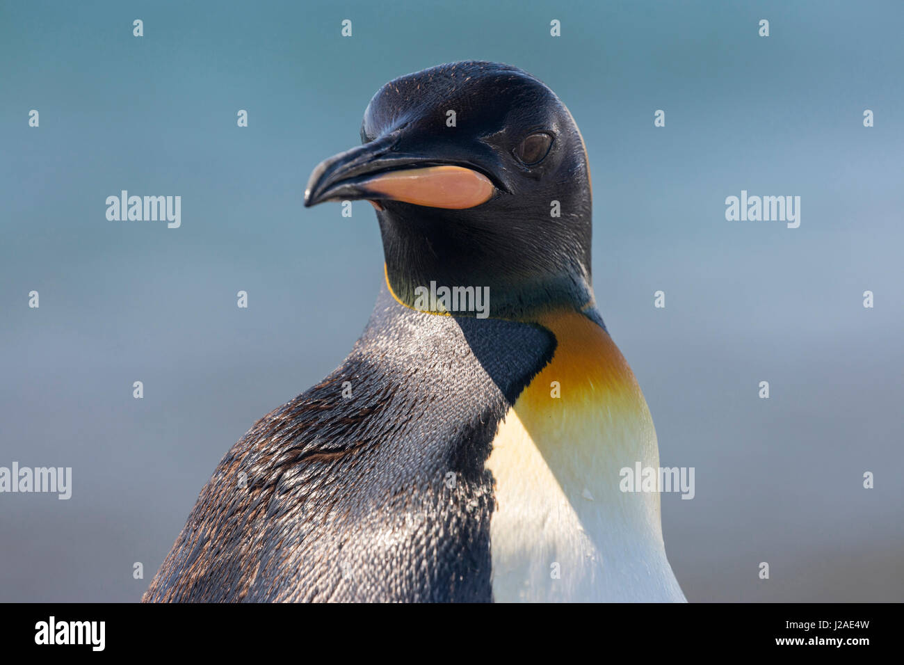 South Georgia Island, Salisbury Plains. König Pinguin Porträt. Kredit als Josh Anon / Jaynes Galerie / DanitaDelimont.com Stockfoto