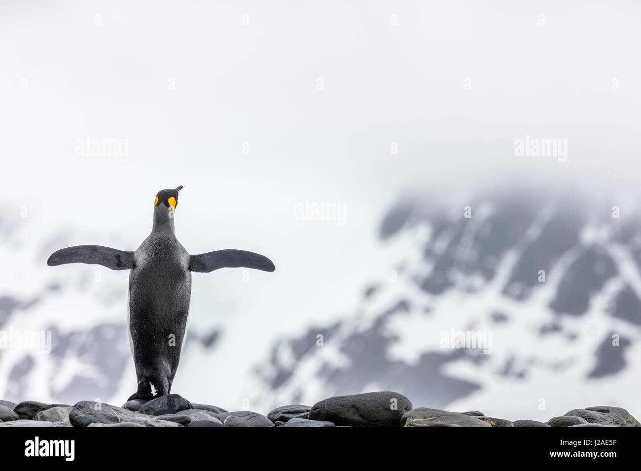 South Georgia Island, Salisbury Plains. König Pinguin gegen Landschaft umrahmt. Kredit als Josh Anon / Jaynes Galerie / DanitaDelimont.com Stockfoto