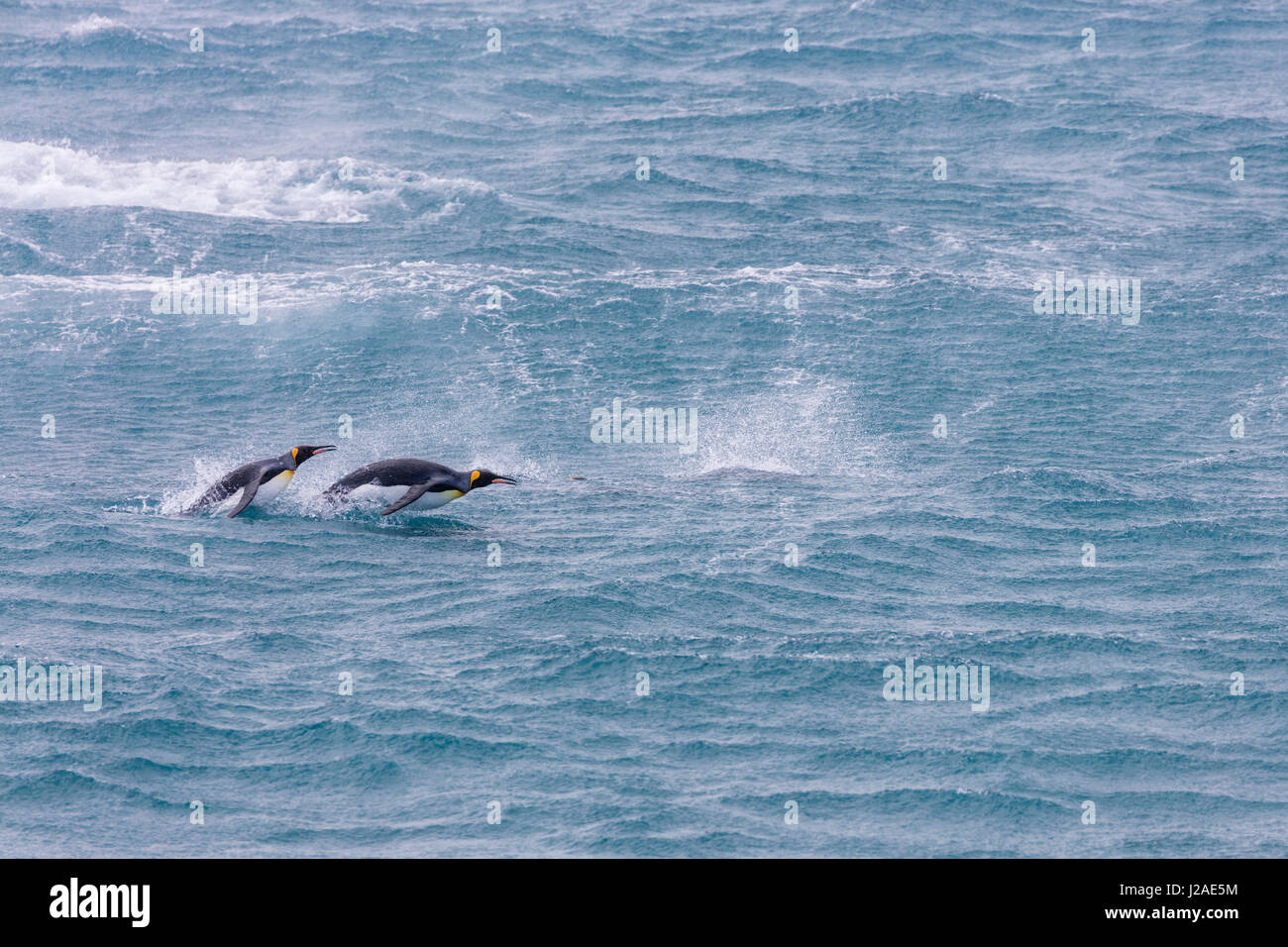 South Georgia Island, Salisbury Plains. Königspinguine Porpoising. Kredit als Josh Anon / Jaynes Galerie / DanitaDelimont.com Stockfoto