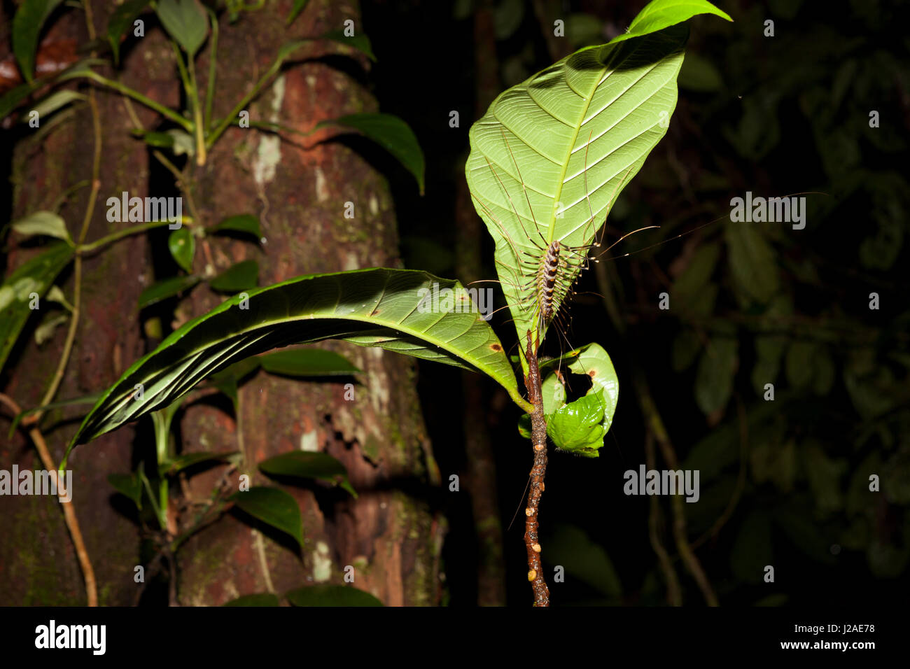 Langbeinige Tausendfüßler unter Blatt Stockfoto