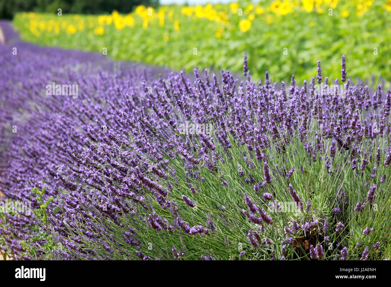 Lavendel Feld in das Plateau de Valensole, Alpes de Haute Provence, Frankreich, Europa Stockfoto