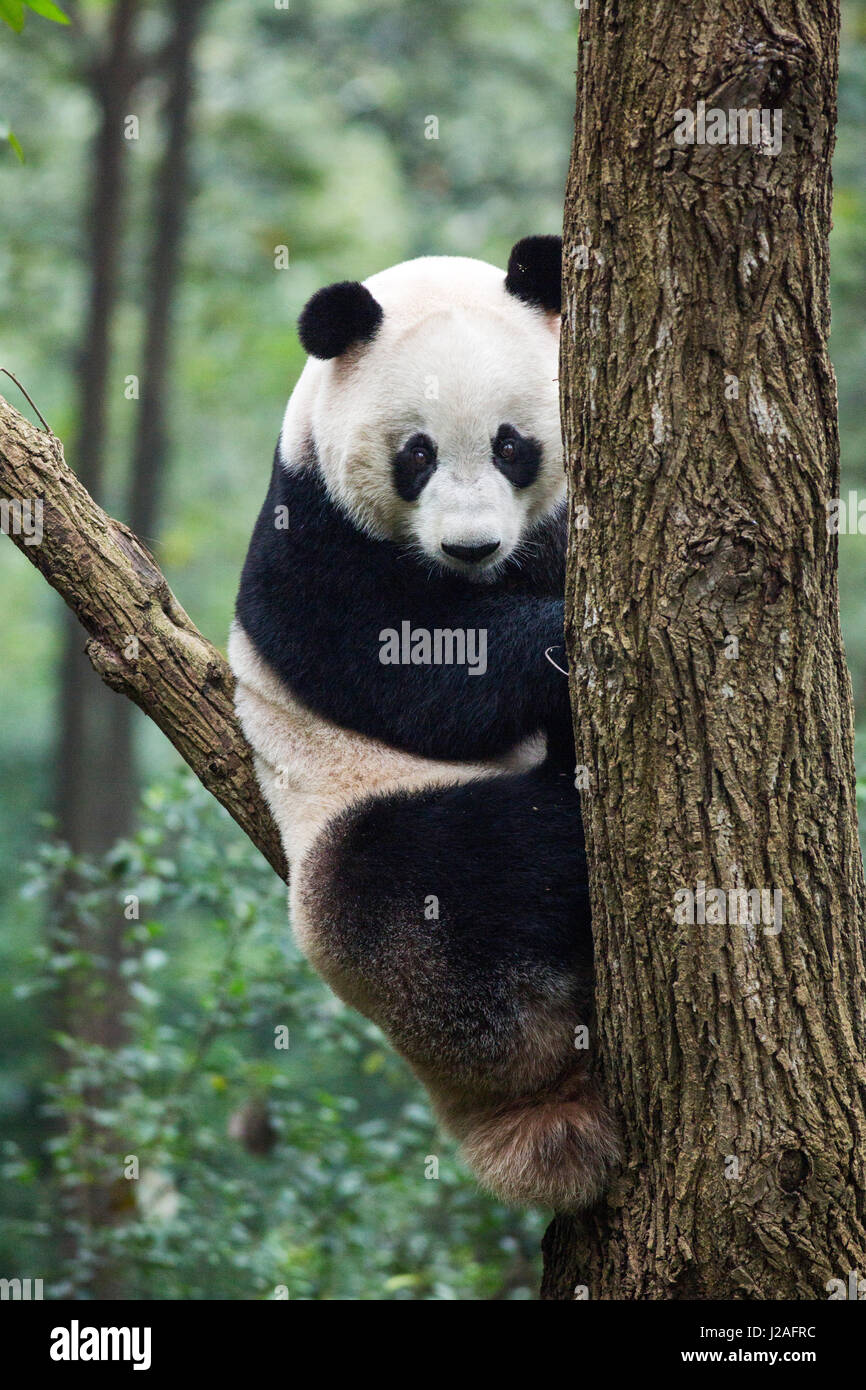China, Provinz Sichuan, Chengdu, Giant Panda-Bär (Ailuropoda Melanoleuca) in Chengdu Research Base of Giant Panda Breeding Stockfoto