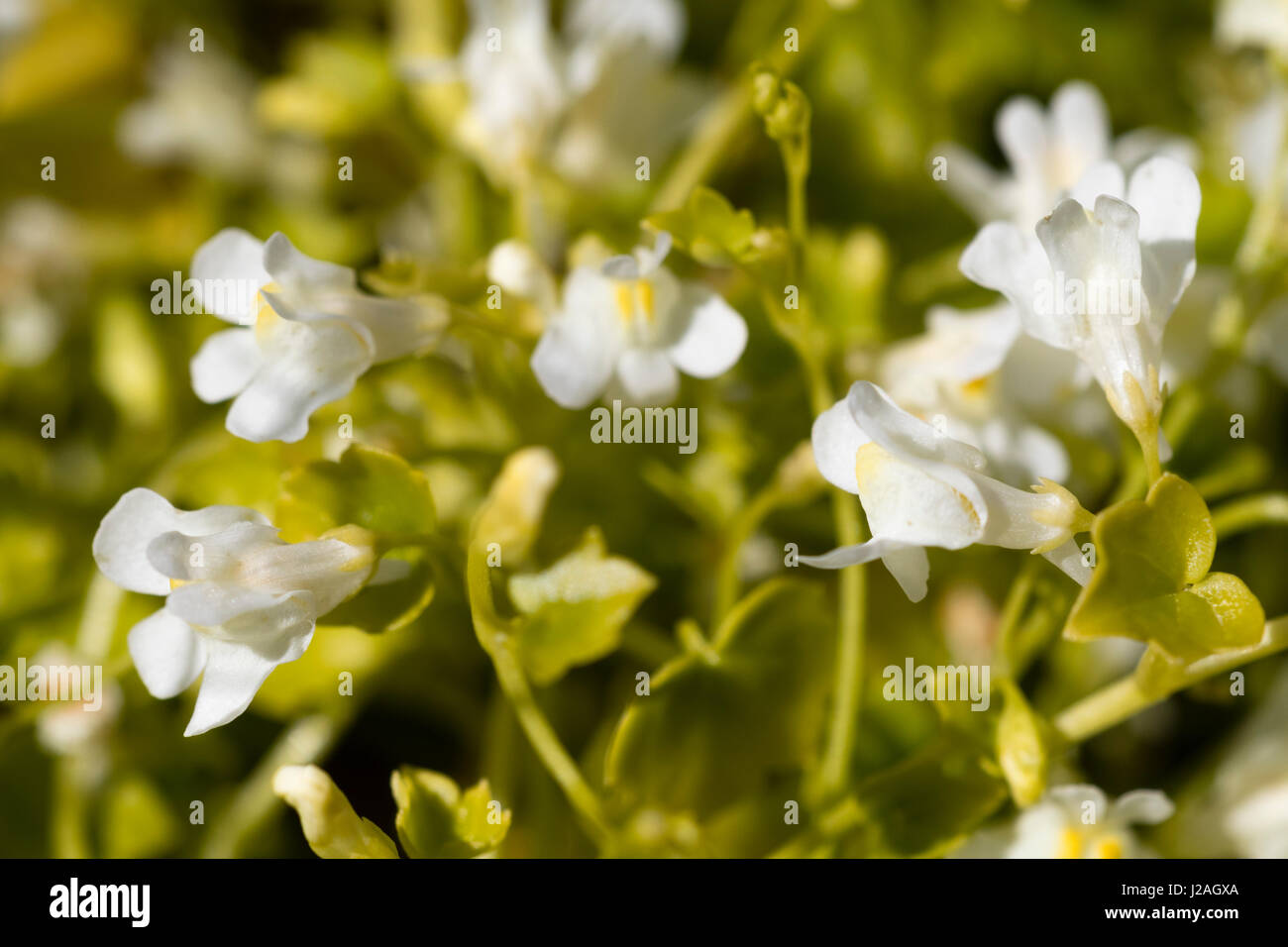 Blüten in eine weiße Form der Efeu Endivie, Leinkraut, Cymbalaria Muralis, eine UK einheimischen Wildblumen Stockfoto