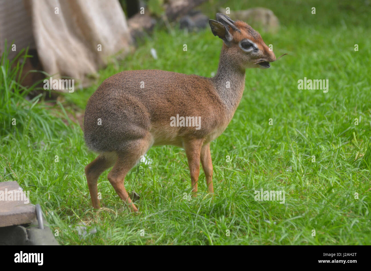 Niedliche kleine Antilope bezeichnet ein Dik-Dik mit einem kleinen Zweig in den offenen Mund. Stockfoto