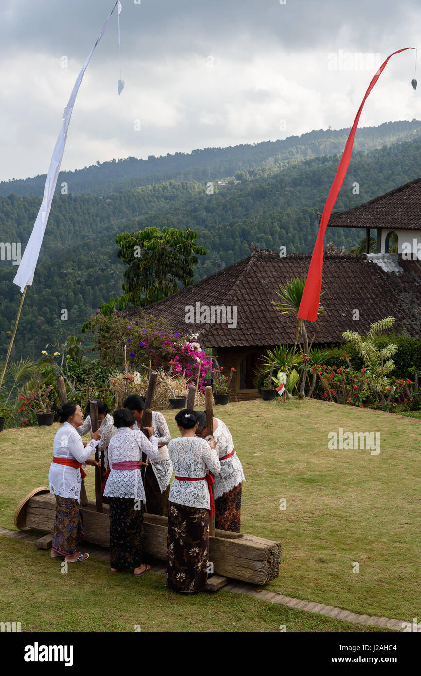 Indonesien, Bali, Kabul Buleleng, Reis kämpfenden Wettbewerb Stockfoto