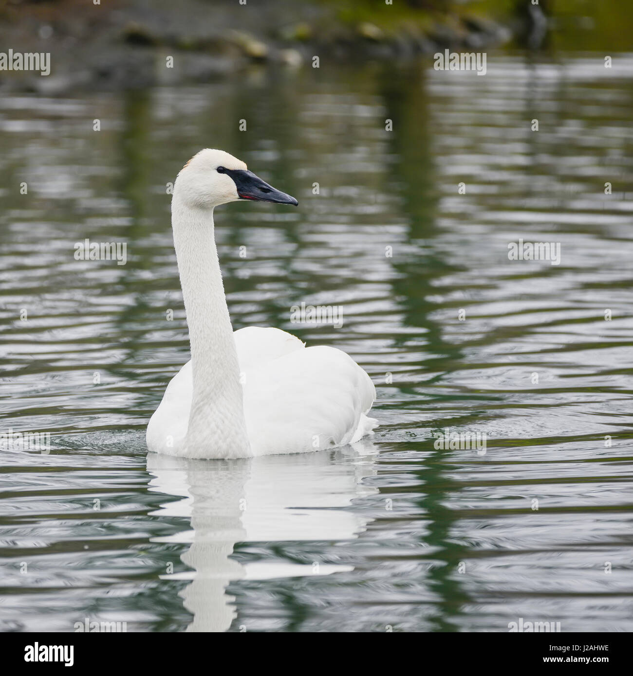 Porträt von Trompeter Schwan Cygnus Buccinator auf Wasser im Frühjahr Stockfoto