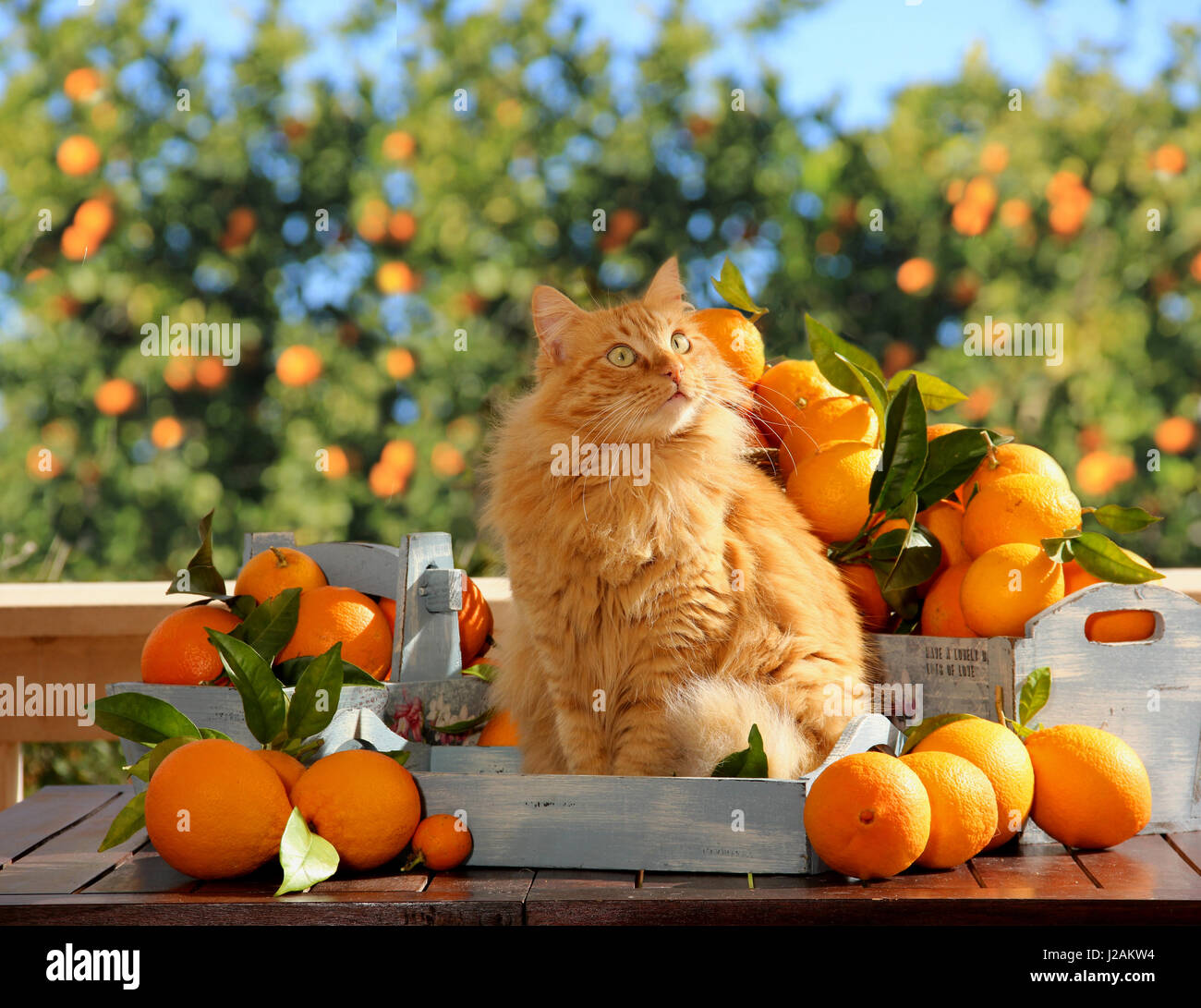 Hauskatze, Ingwer, rot gestromt, sitzen in Decoratives Böcke zwischen orange Früchte vor Orangenbäumen Stockfoto