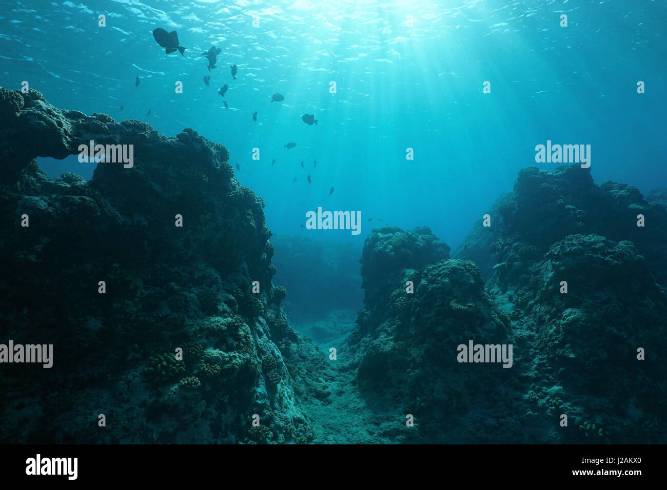 Ocean Floor Stockfotos Ocean Floor Bilder Alamy