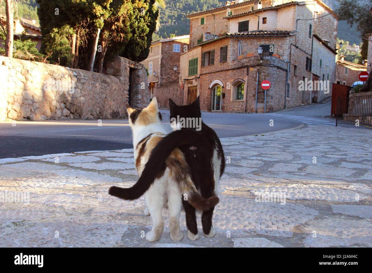 Zwei Hauskatzen, Smoking und Torbie, fotografiert von hinten zu Fuß in einem kleinen Dorf und haben ihre Geschichten umfaßt Stockfoto