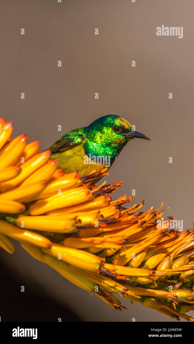 Hübsche kleine gelbe und grüne Sunbird Schlemmen auf einige Blütenpollen - Krüger-Nationalpark Stockfoto