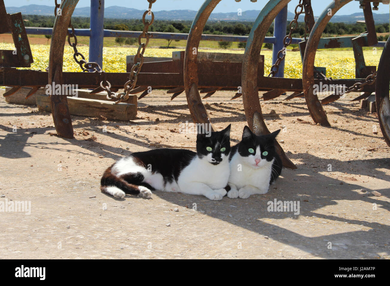 zwei Hauskatzen, Smoking, schwarz und weiß, liegend unter verrostete Pflüge Stockfoto