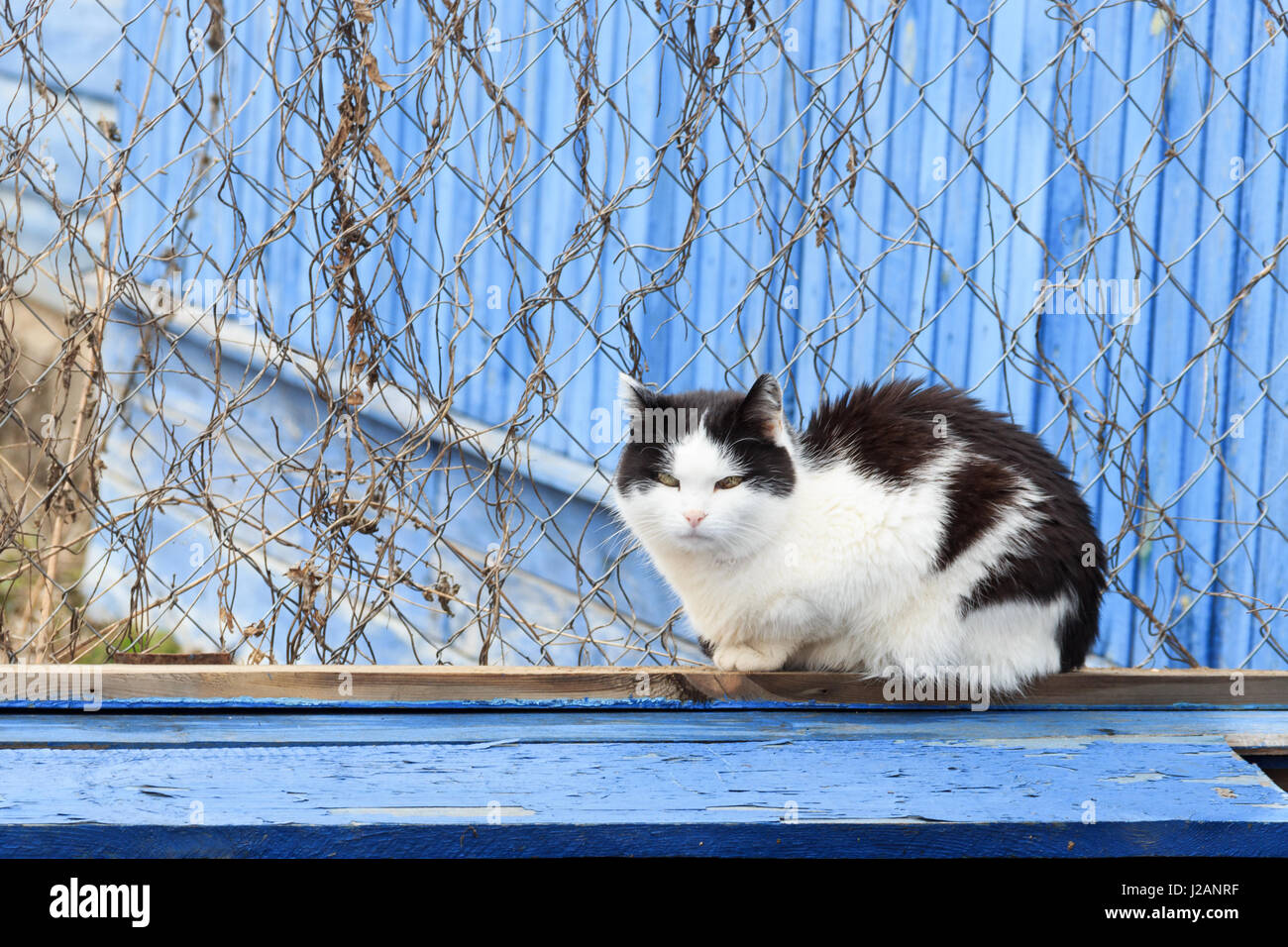 schöne Katze auf blauem Grund aus Holz Stockfoto