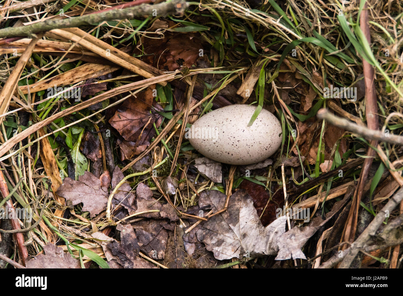 Blässhuhn (Fulica Atra) Ei im Nest. Gesprenkeltes Ei im Nest gemacht von Stöcken, gesäumt von Gras- und Blätter, der Vogel in der Familie Rallidae Stockfoto