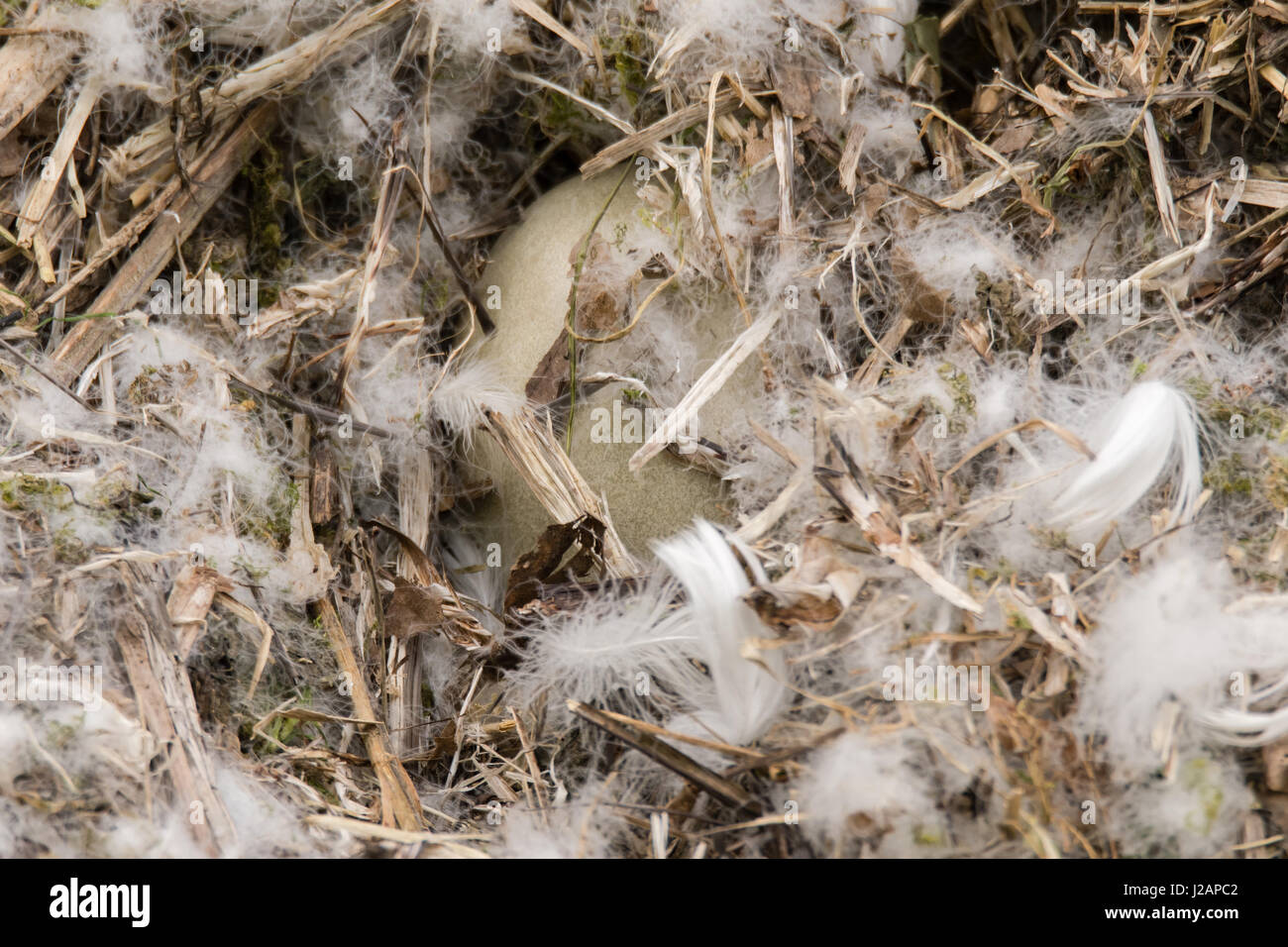 Höckerschwan (Cygnus Olor) Ei im Nest. Ein großes Ei mit neun von Federn versteckt, während Elternvögel Fehlen von Inkubation Stockfoto