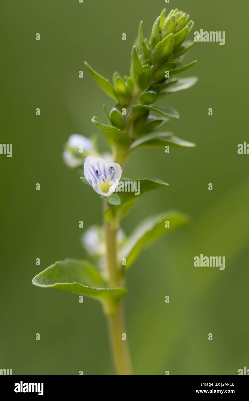 Thymian-leaved Speedwell (Veronica Serpyllifolia) in Blte. Niedrig  wachsende kriechende Pflanze mit blauen Streifen auf weien Bltenbltter  in der Familie der Wegerichgewchse Stockfotografie - Alamy