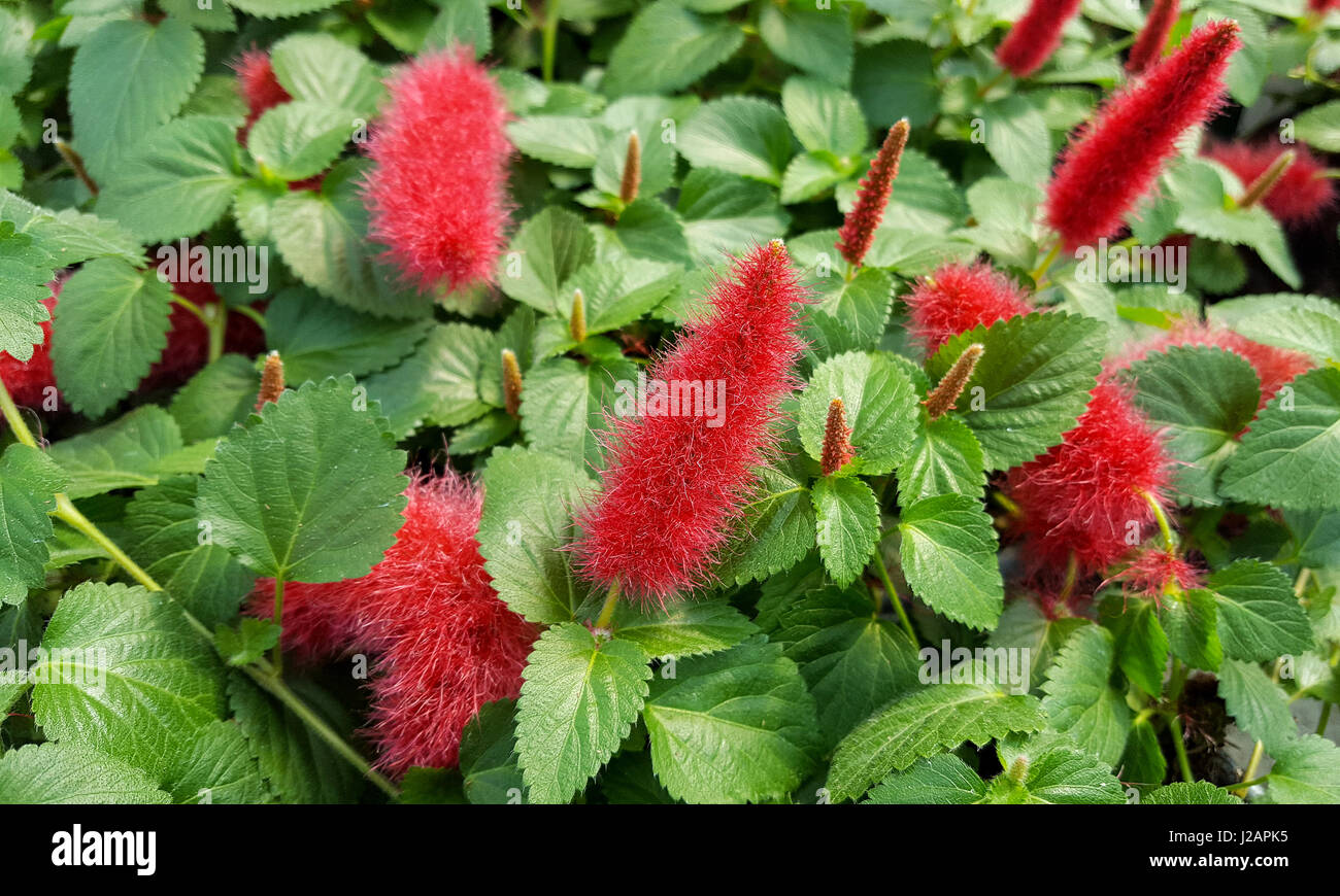 unscharfe Blüten auf rote Chenille-Pflanze Stockfoto