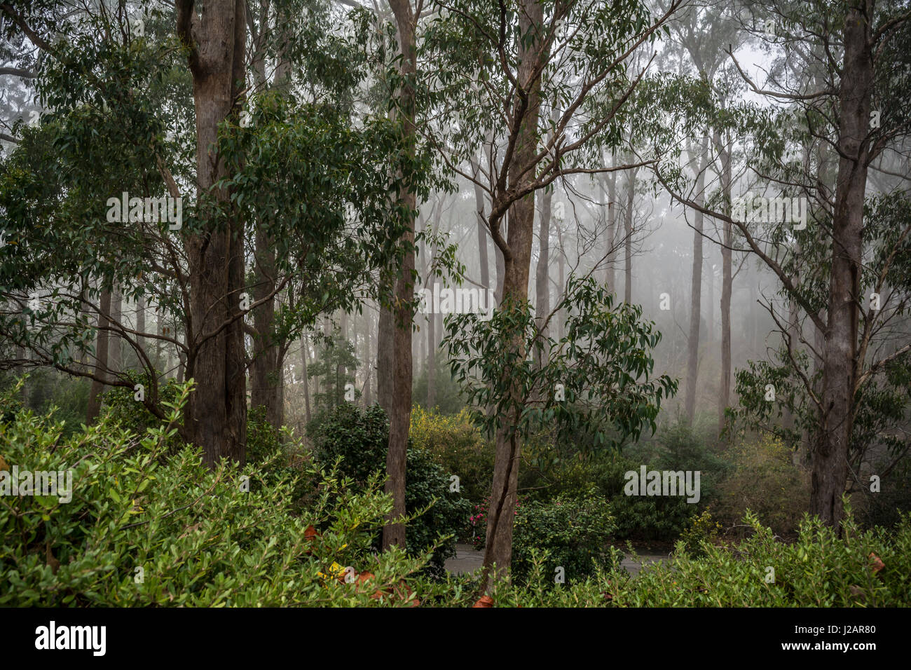 Die majestätischen Eukalyptusbäumen von Mount Lofty Botanischer Garten, South Australia, in Nebel getaucht. Gelegen in den Adelaide Hills, Crafers, Südaustralien. Stockfoto