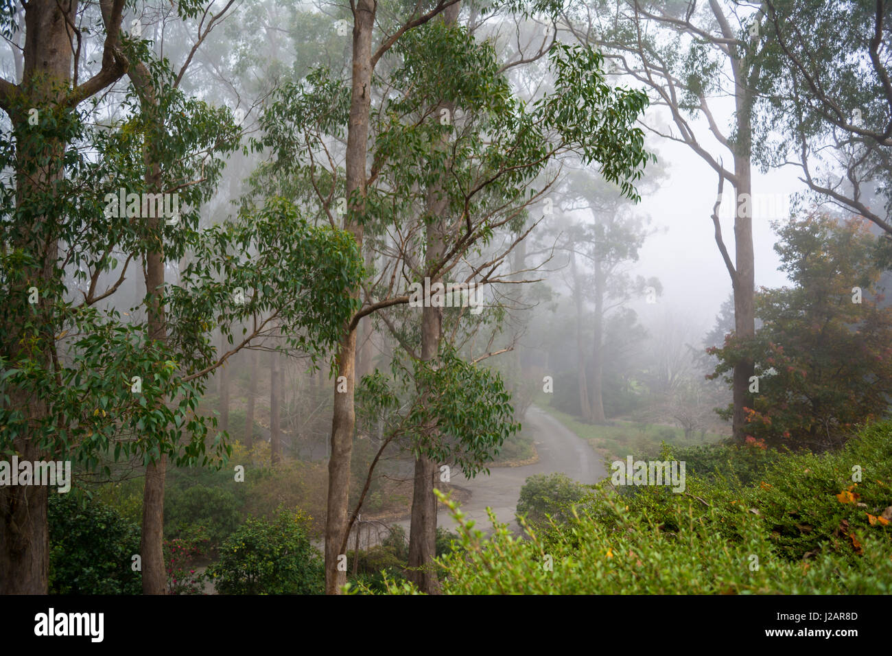 Die Majestatischen Eukalyptusbaume Saumen Die Wege Der Mount Lofty