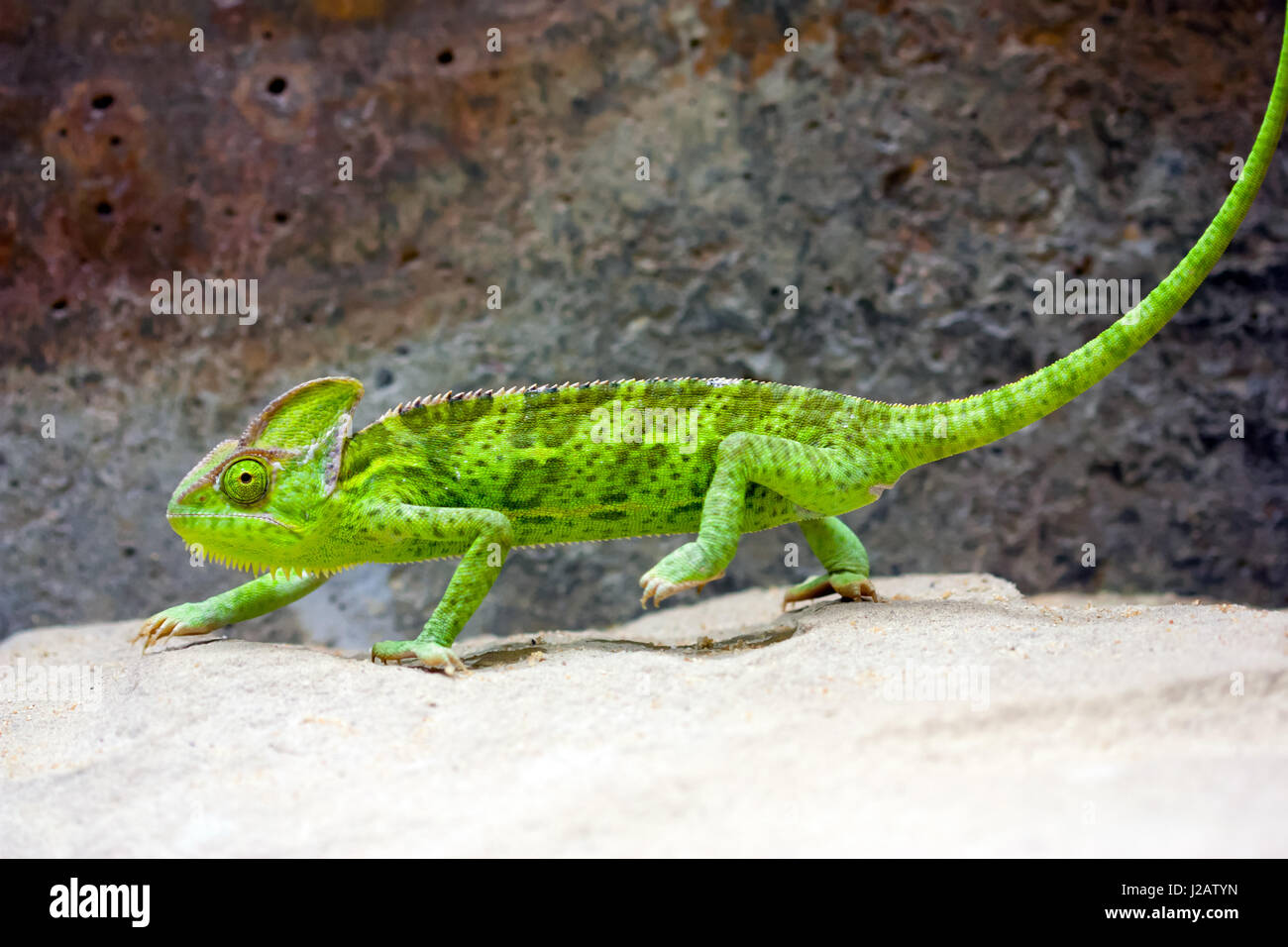 Jemenchamäleon (Chamaeleo Calyptratus) zu Fuß auf weißem Sand. Stockfoto