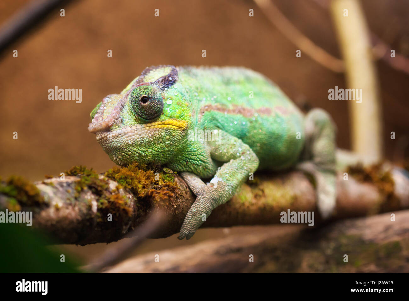 Close-up Portrait ein Pantherchamäleon (Furcifer Pardalis). Stockfoto