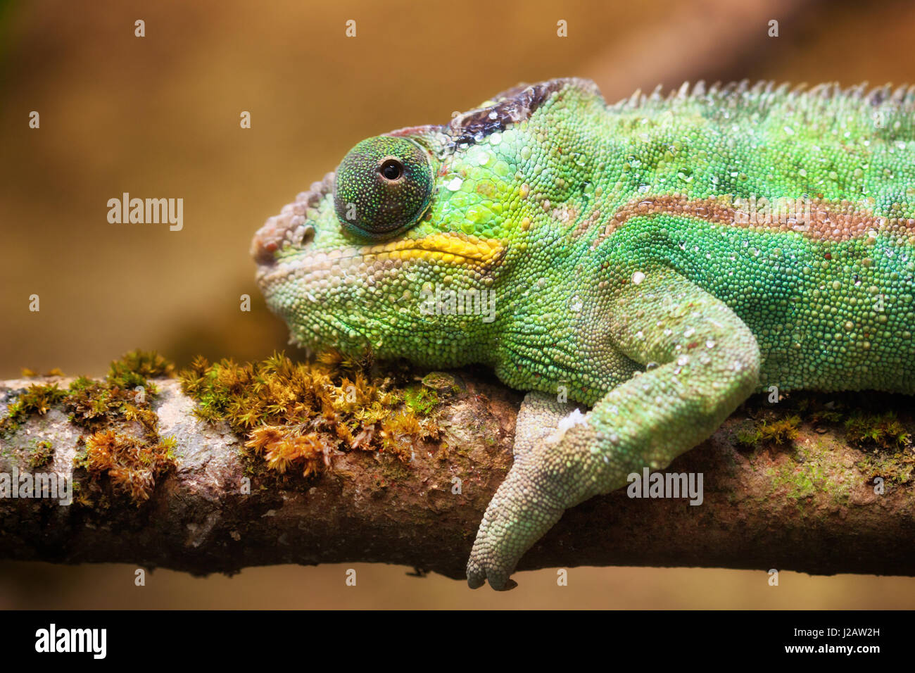 Close-up Portrait ein Pantherchamäleon (Furcifer Pardalis). Stockfoto